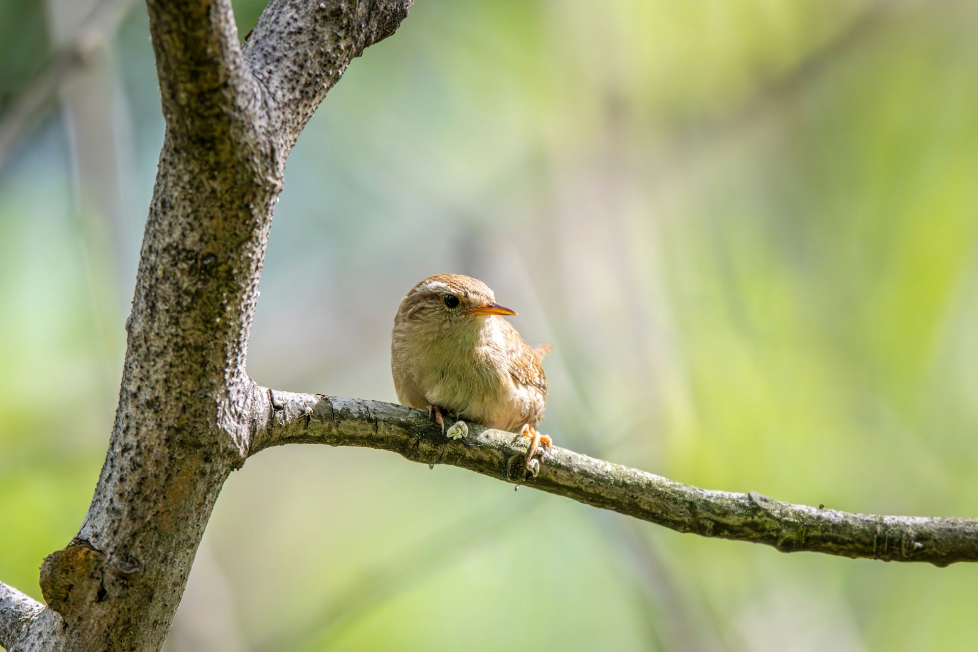 "Joy in looking and comprehending is nature's most beautiful gift." Albert Einstein