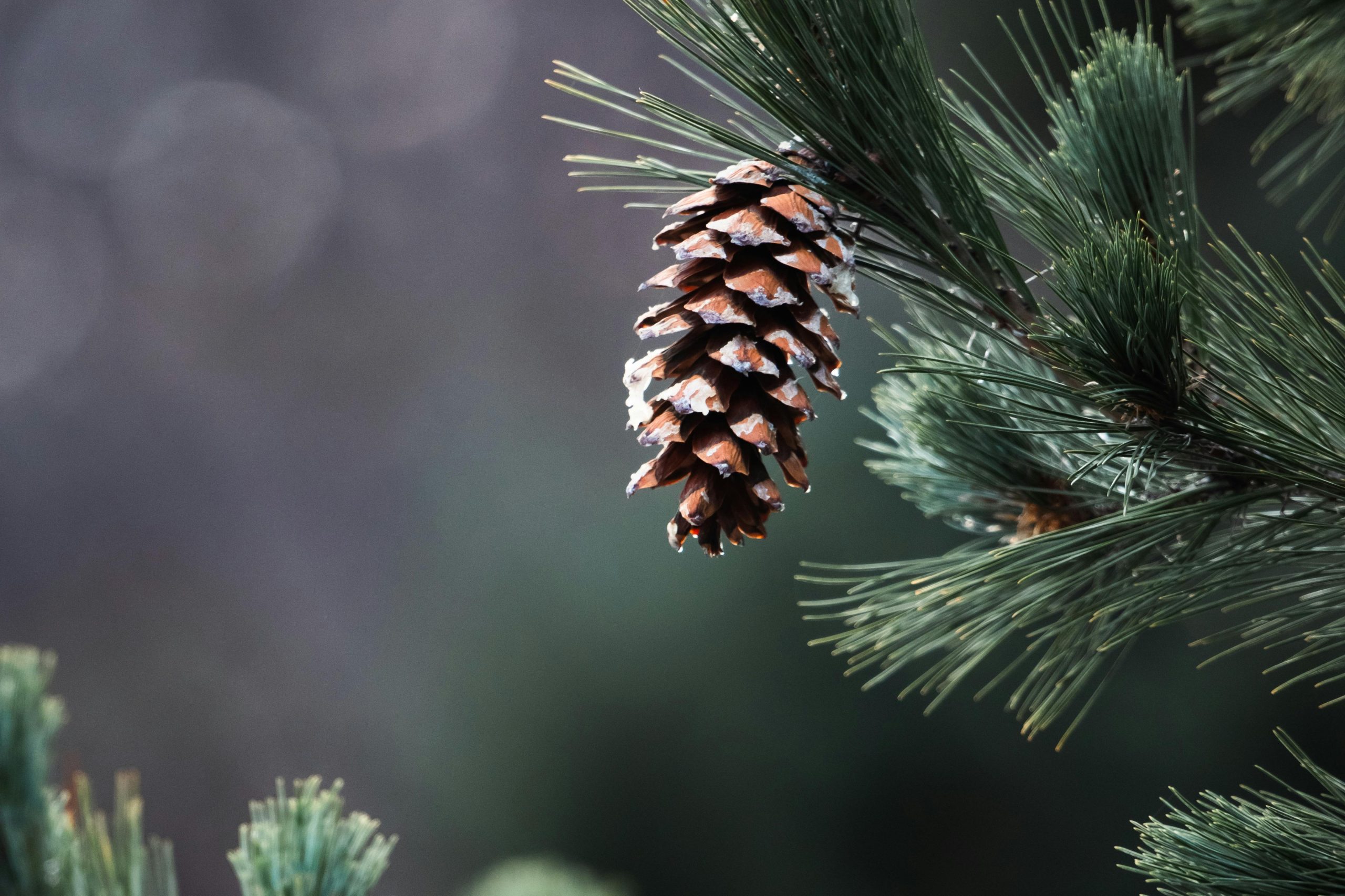 "Man plants a pine, and the rain nourishes it..." Isaiah 44:13