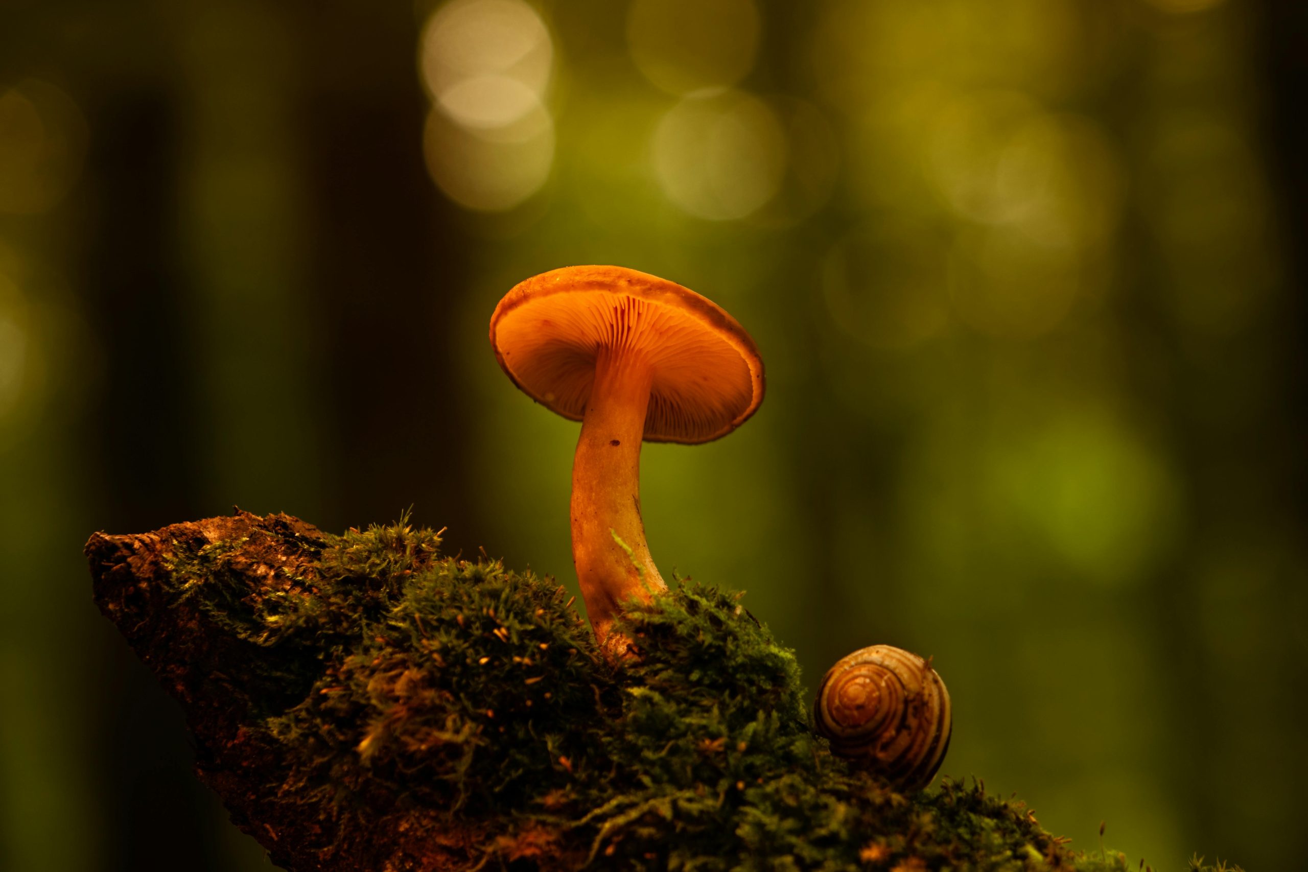 "Nature does not hurry, yet everything is accomplished." Lao Tzu